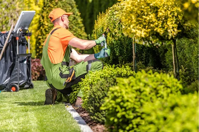 Professional trimming service