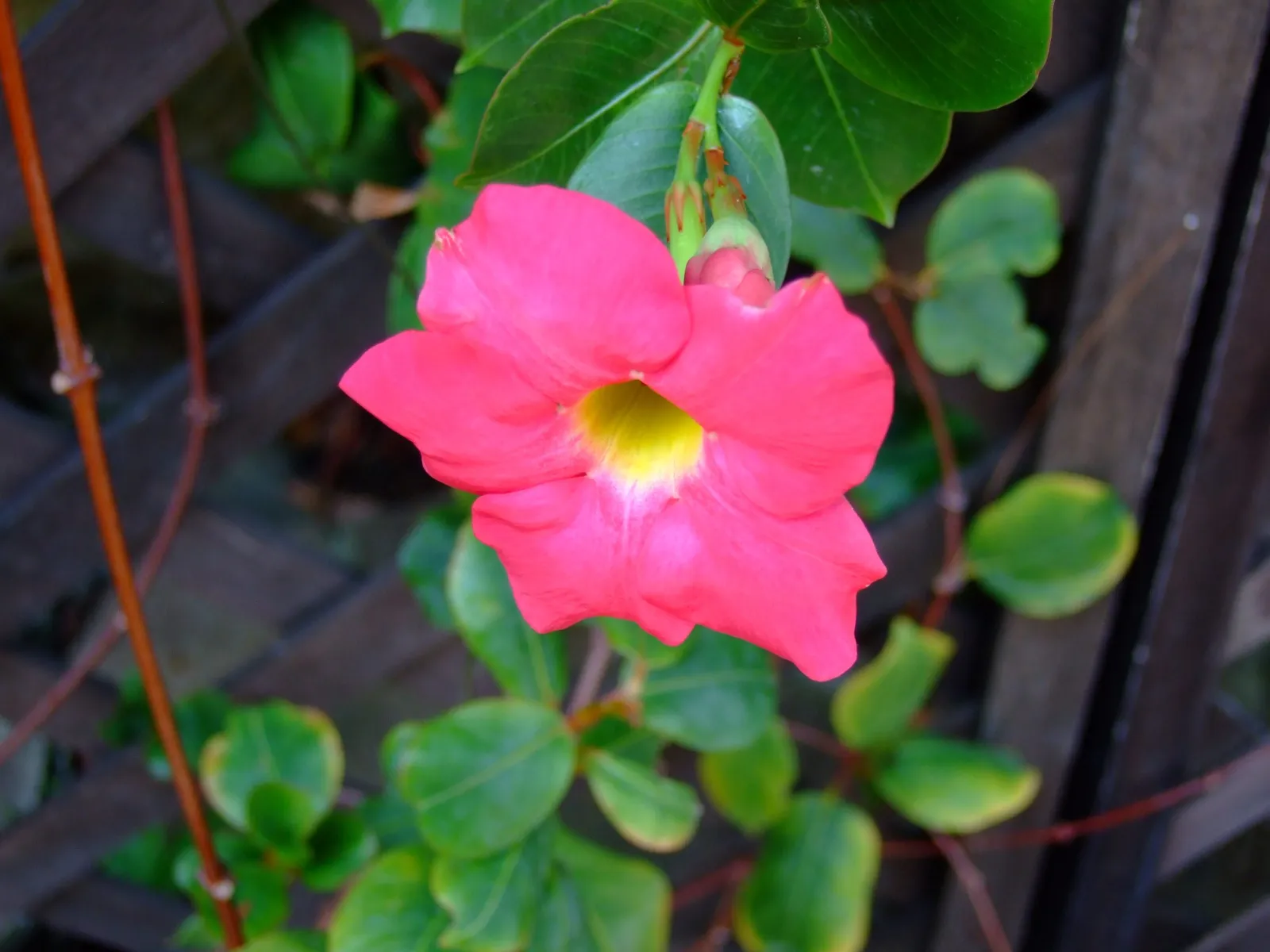 Beautiful flowering plants