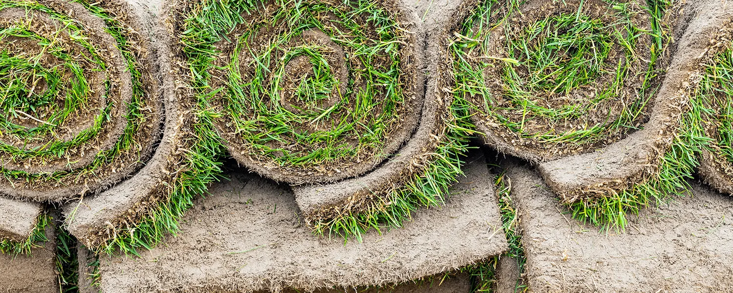 Sod installation