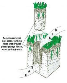 repair st augustine grass