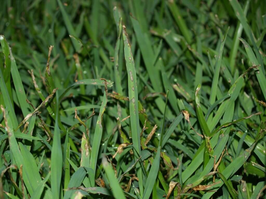 Lawn Problems - How to deal with common lawn problems
