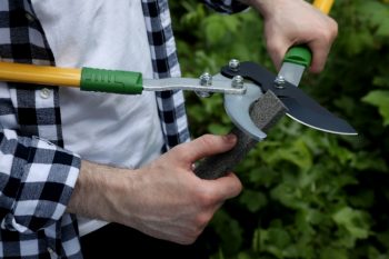 sharpening pruning tool to deadhead coreopsis