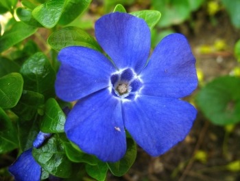 periwinkle-flower