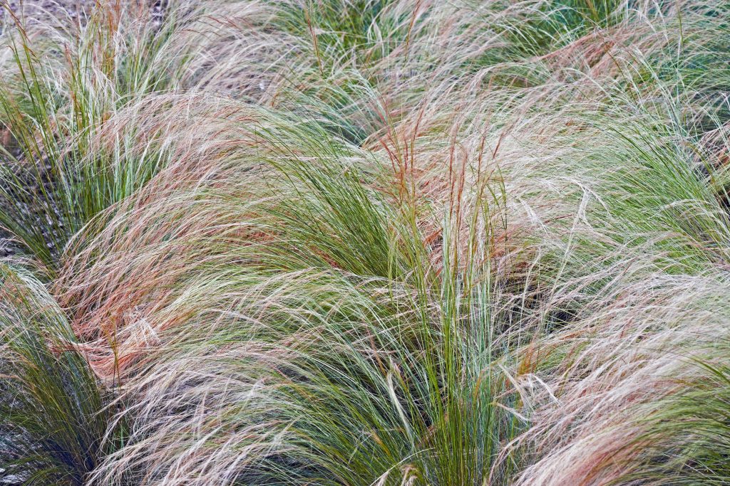 Best 5 Ornamental Grasses for Texas Landscapes