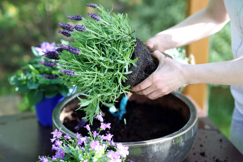 How to Plant in a Pot or Container - With Video and Images