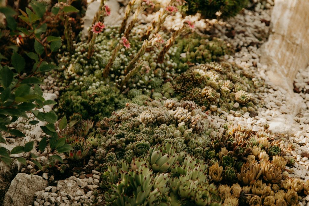 How to: Xeriscaping your home or business landscape