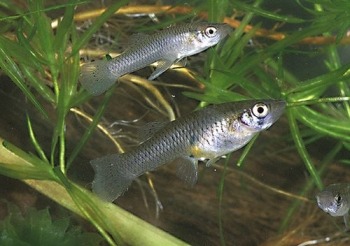 minnows