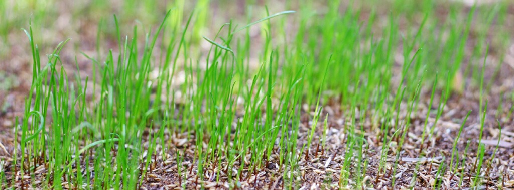 When to Plant Grass Seed? - Seeding Guide for All Grass Types