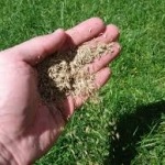 handful of grass seeds with green grass in background