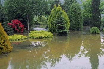 FloodedGarden