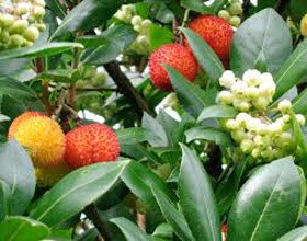 Small Fruit Trees For Small Gardens