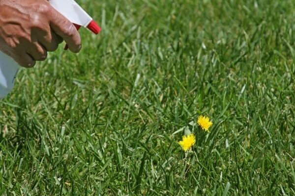 Fall Weed Control for Frisco Lawns
