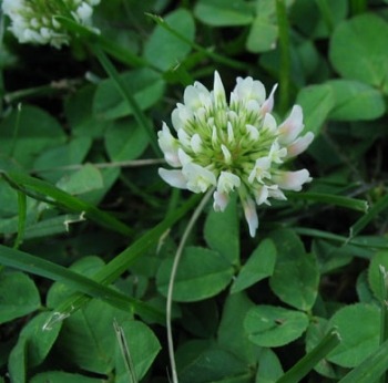 fall lawn weed-clover