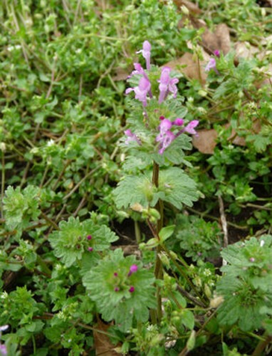 henbit