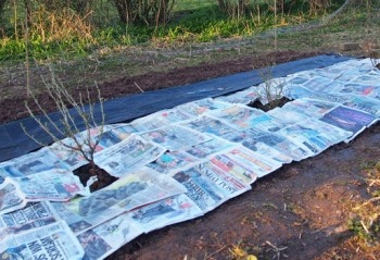 mulching-fruit-bed