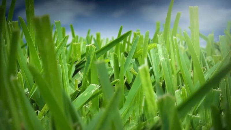 How often to fertilize lawn in summer?