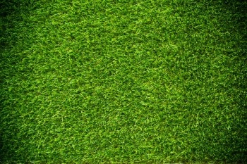 properly fertilized, green grass