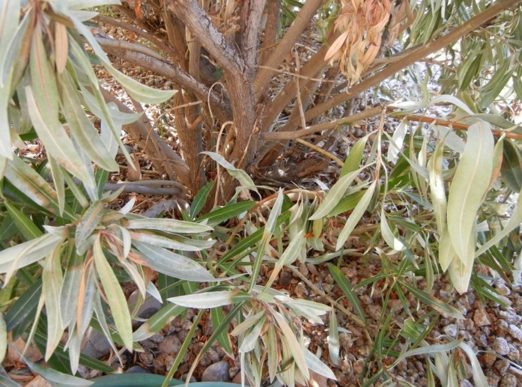 damage-plants