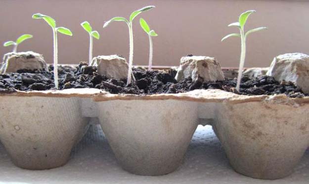 Effectively Storing Your Seeds for Next Spring