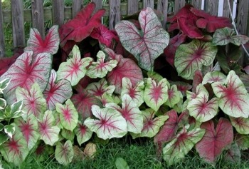caladium-one of the top 10 annuals for Texas
