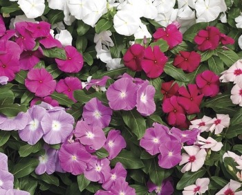 shade loving flower purple cora vinca