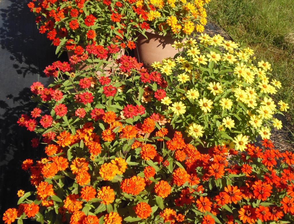 Top 10 Annuals for Texas - JCs Landscaping