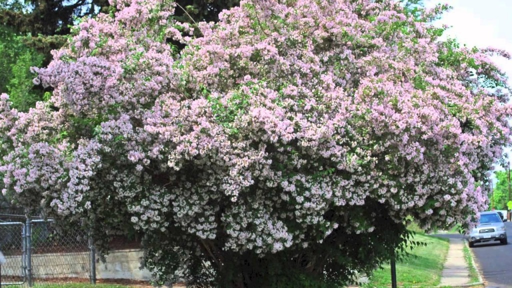 heat tolerant shrubs