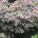 heat tolerant shrubs