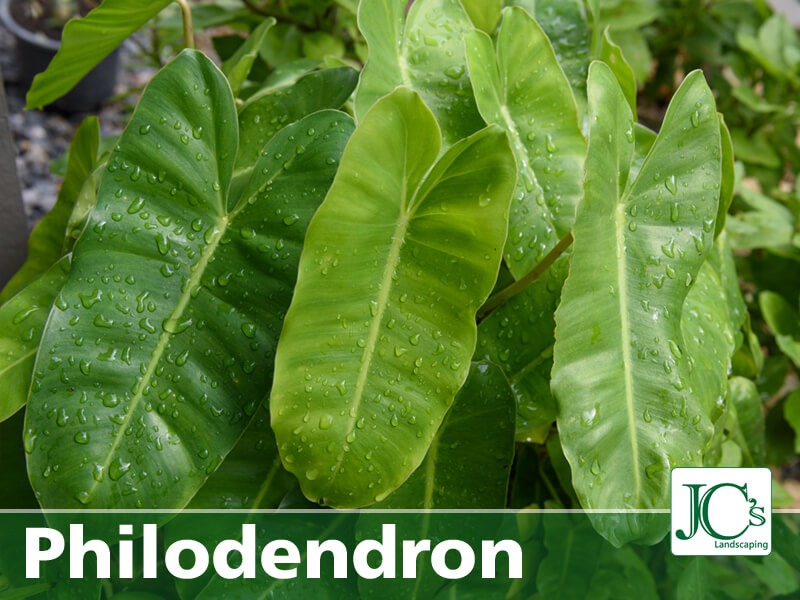 philodendron plant