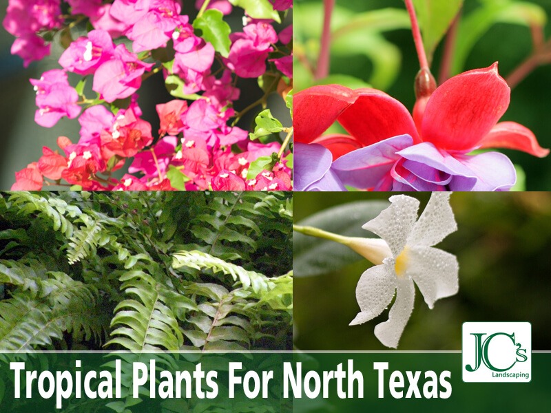 Tropical Plants For North Texas - Tropical Landscaping Tips