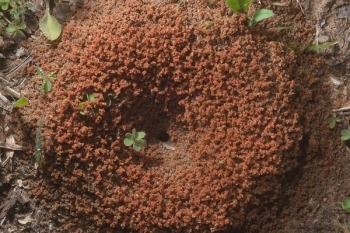 what kills fire ants immediately