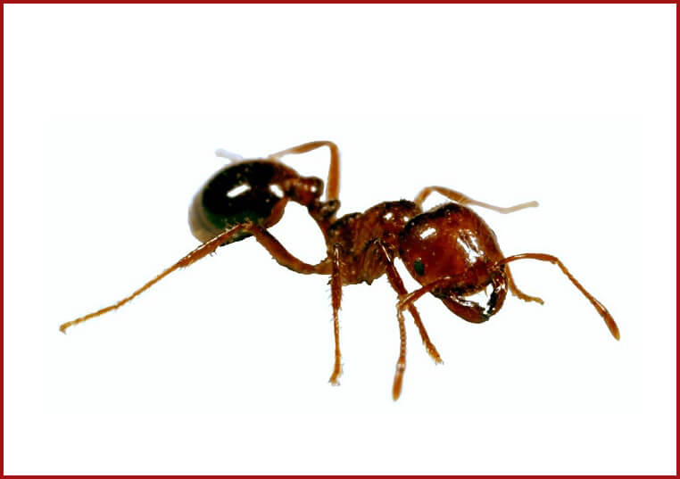 Best Fire Ant Killer for Lawns - Lawn Pest Control Methods