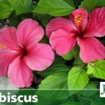 pink hibiscus