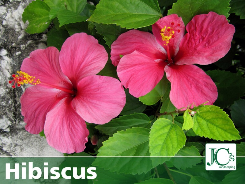 cover hibiscus in winter