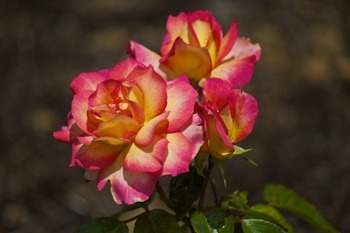 tropical plants for north texas