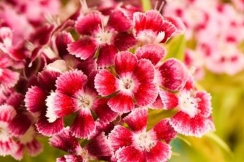 red and white dianthus