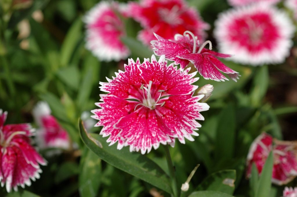 Best Flowers to Plant in North Texas - Top 5 Flowers