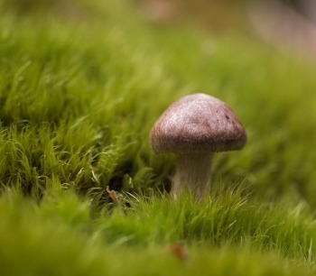 how to kill mushrooms