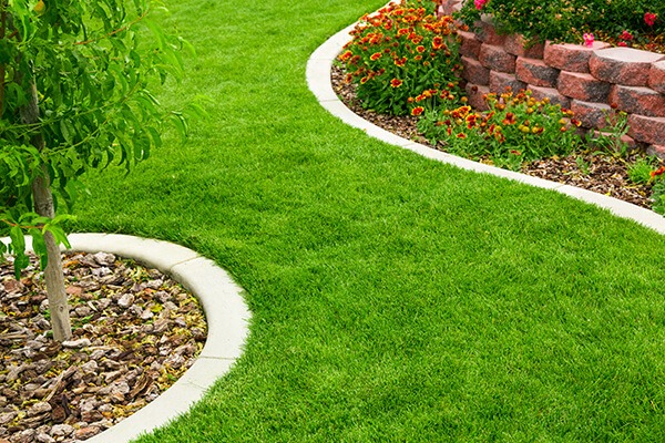 How Do I Make My St. Augustine Grass Thicker?