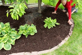 mulched bed