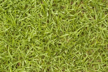 grass