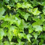 Gorgeous Ground Cover Plants to Enhance Your Yard- english ivy