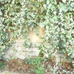 english ivy vines on wall