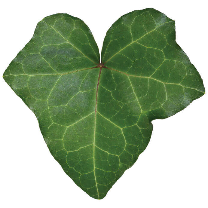 What Causes English Ivy Leaves to Dry Up?