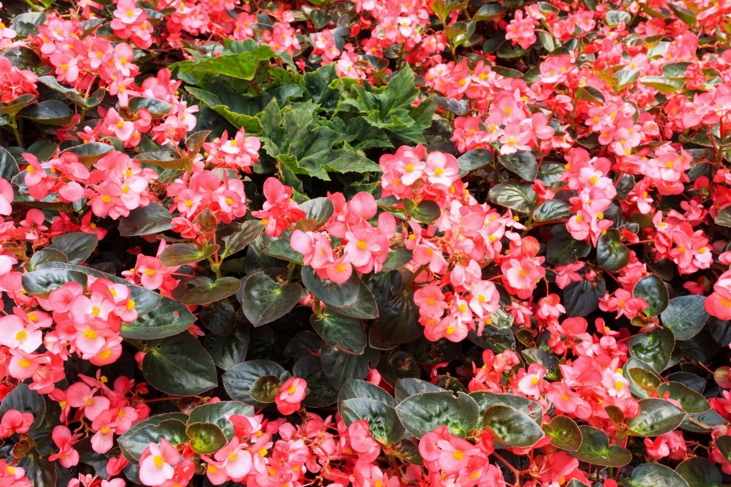 Annual Shade Plants: 15 Beautiful Plants for Your Yard