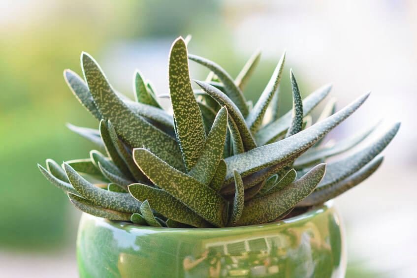 gastoria succulent cover in winter