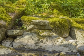 rocks covered in moss