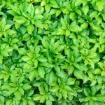 pachysandra