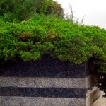 Gorgeous Ground Cover Plants to Enhance Your Yard- trailing juniper