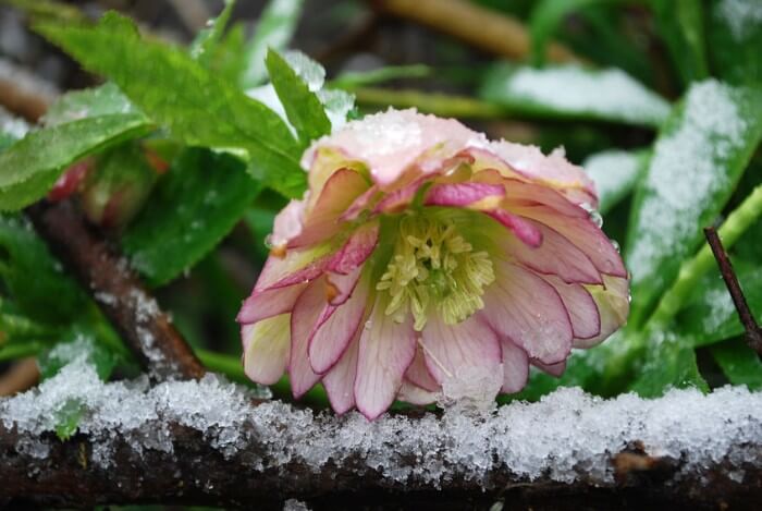 How to Keep Flowers Alive in Winter